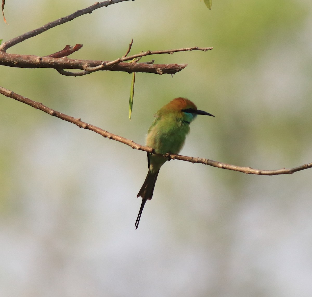 Asian Green Bee-eater - ML621596910