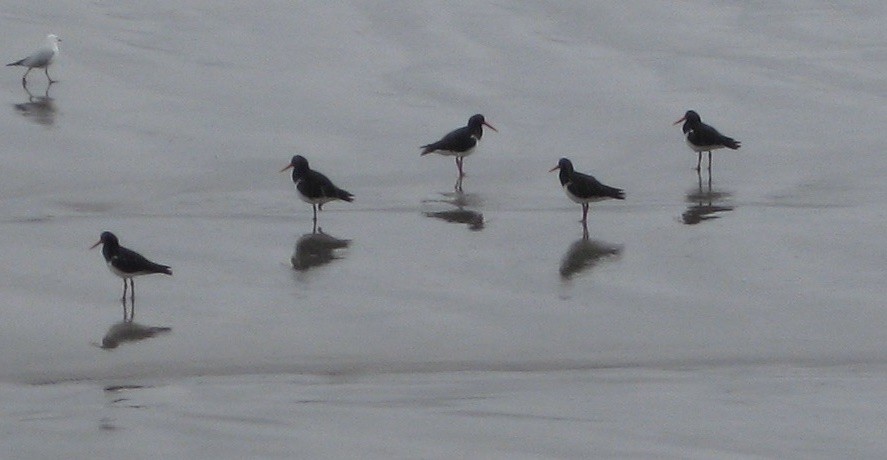 Pied Oystercatcher - ML621596919