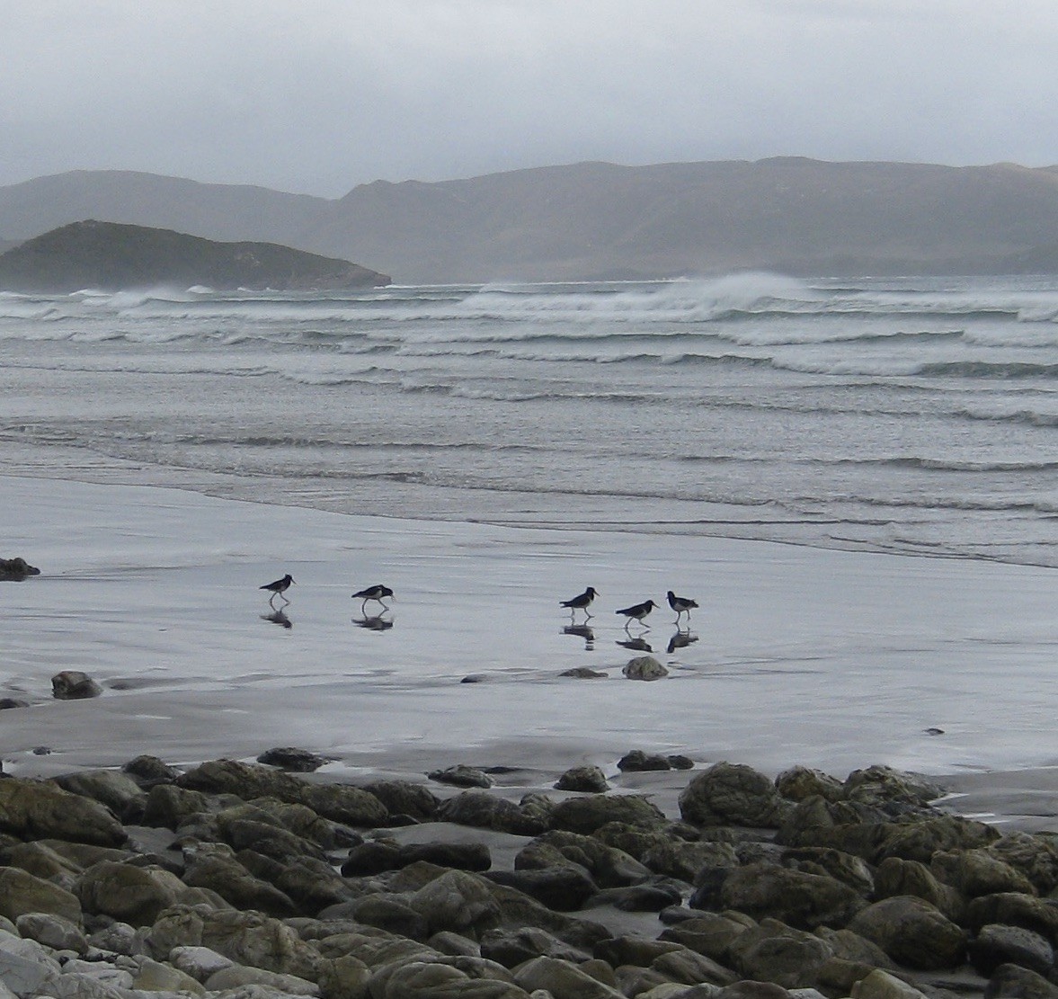 Pied Oystercatcher - ML621596937