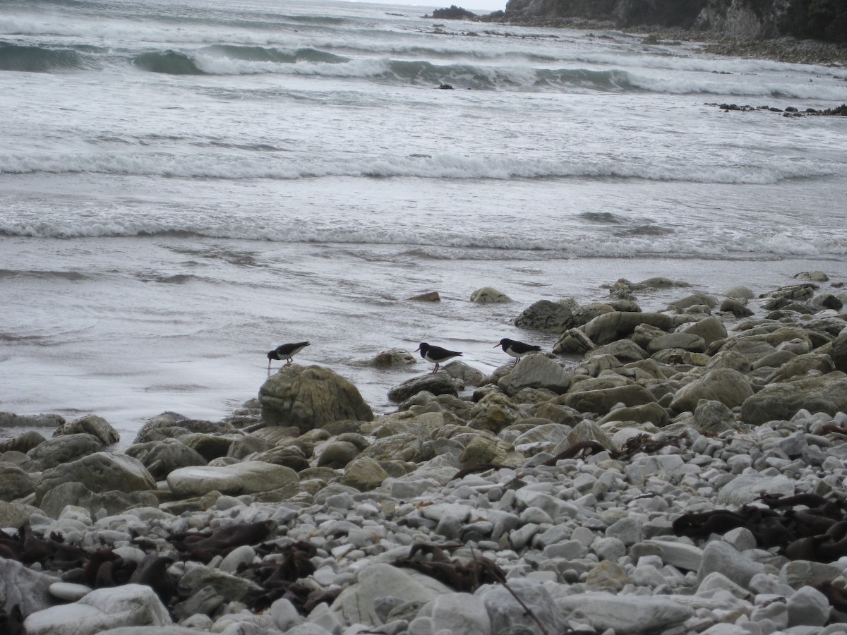 Pied Oystercatcher - ML621596941