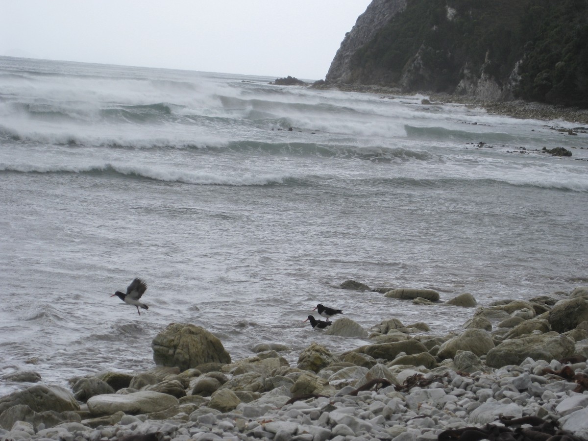 Pied Oystercatcher - ML621596947