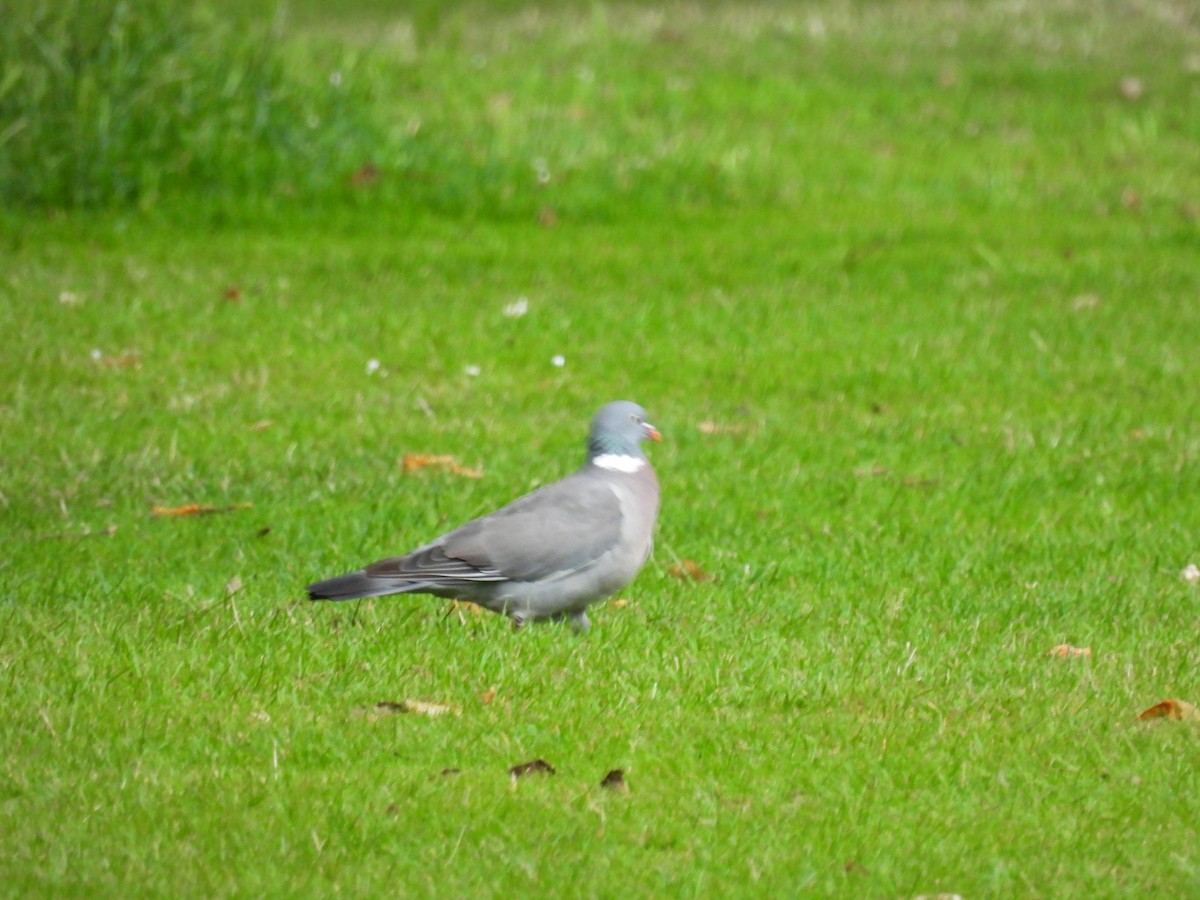 Common Wood-Pigeon - ML621596955