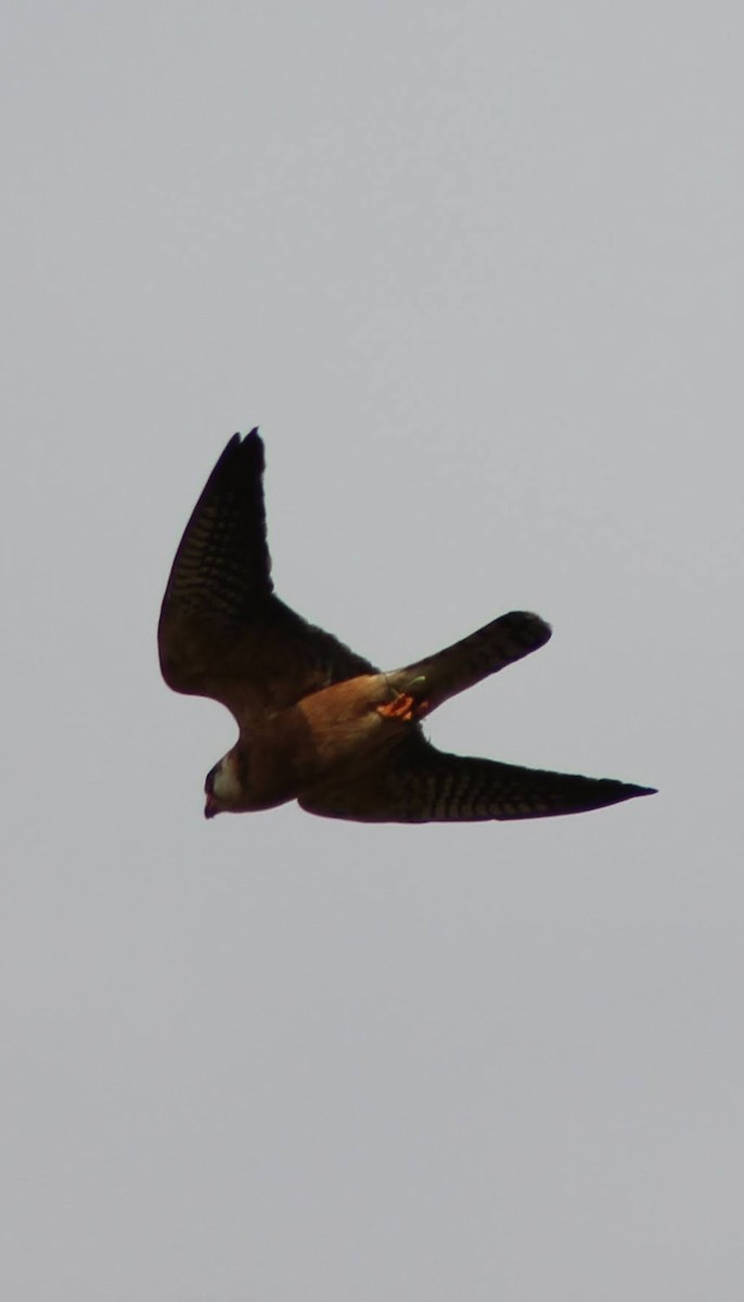 Red-footed Falcon - ML621596967