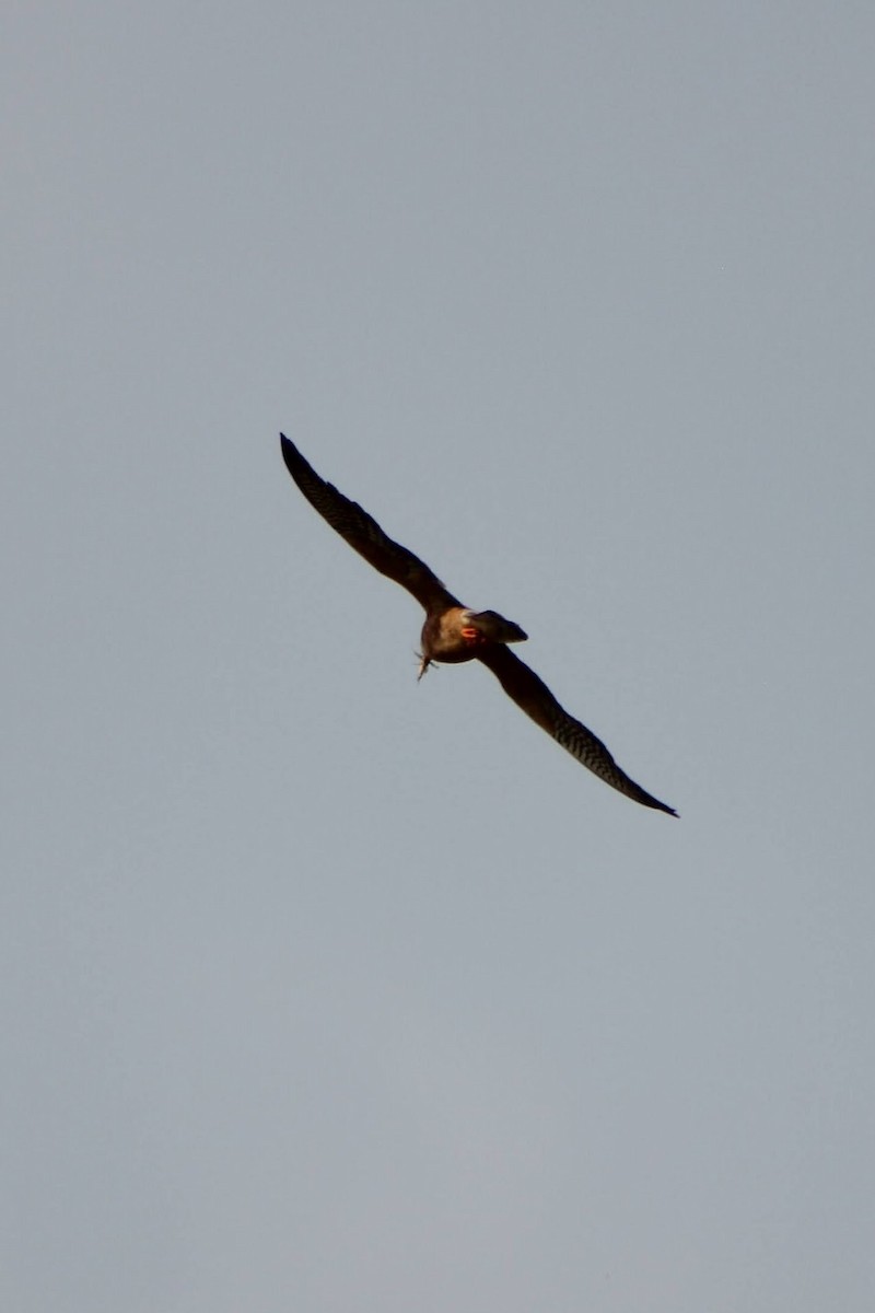 Red-footed Falcon - ML621596968