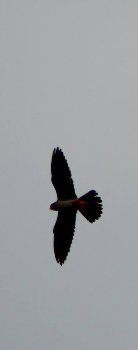 Red-footed Falcon - ML621596972