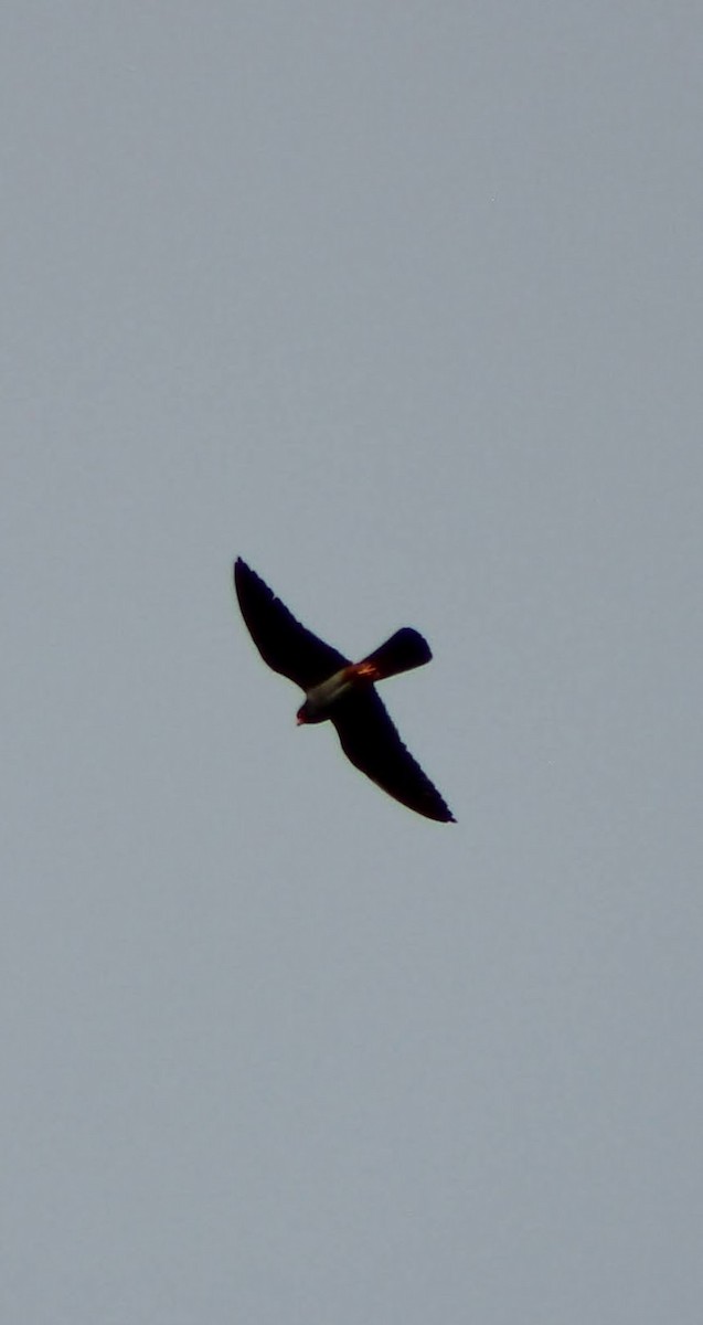 Red-footed Falcon - ML621596973