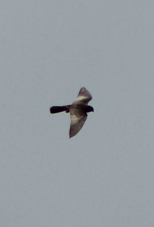 Red-footed Falcon - ML621596974