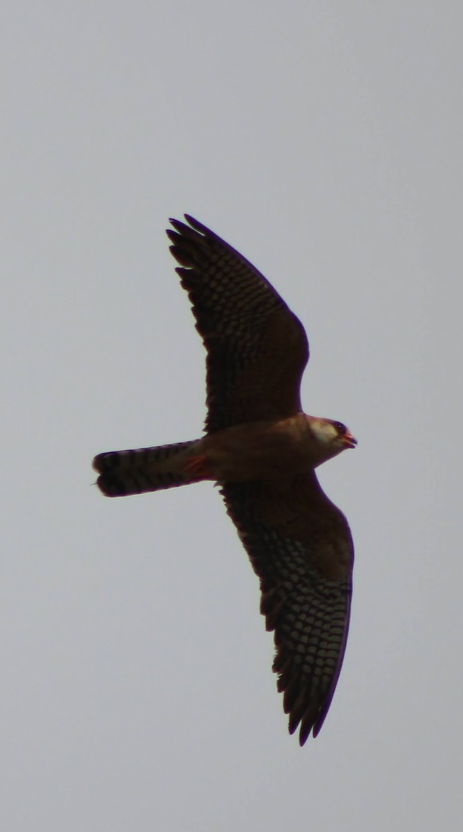 Red-footed Falcon - ML621596976