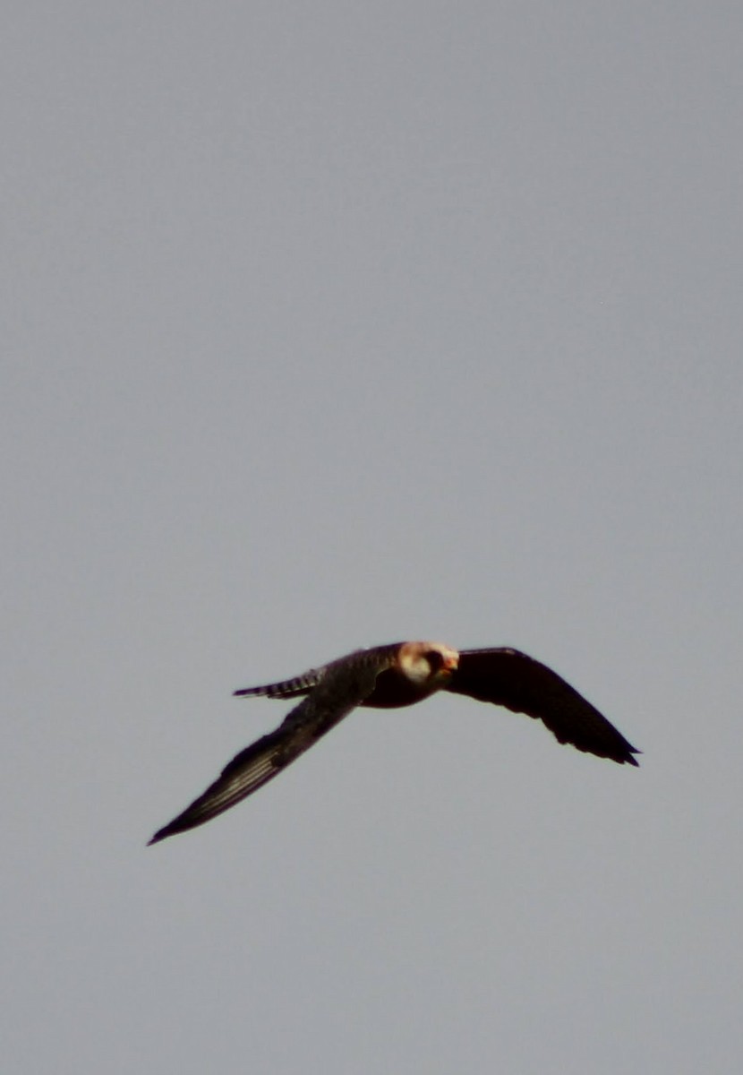 Red-footed Falcon - ML621596980