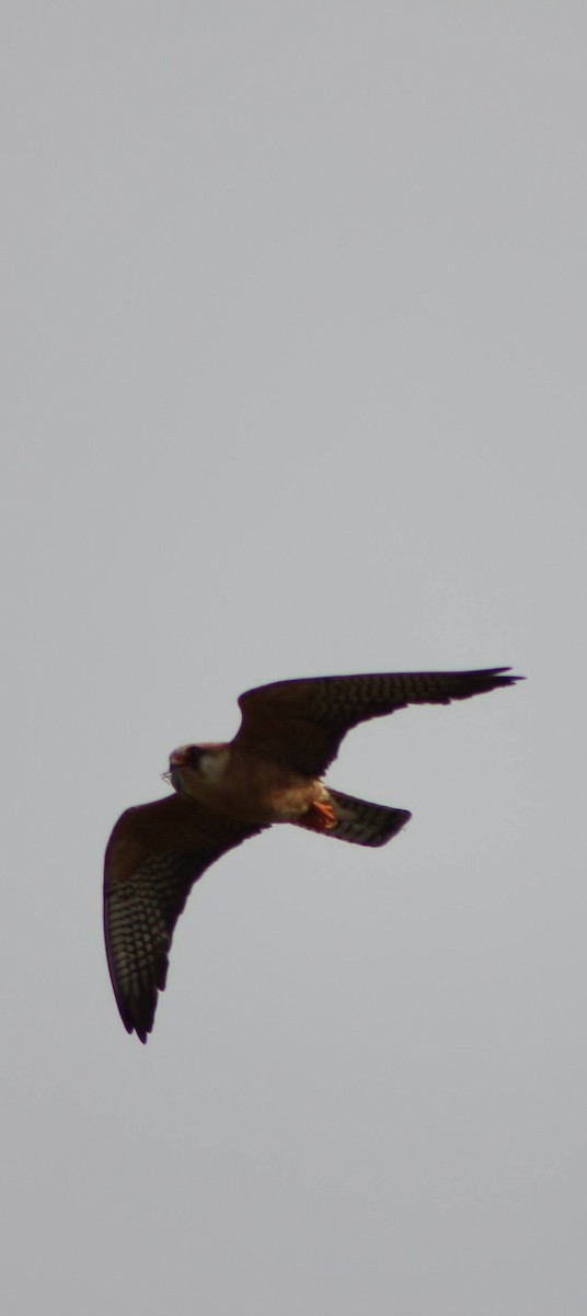 Red-footed Falcon - ML621596983
