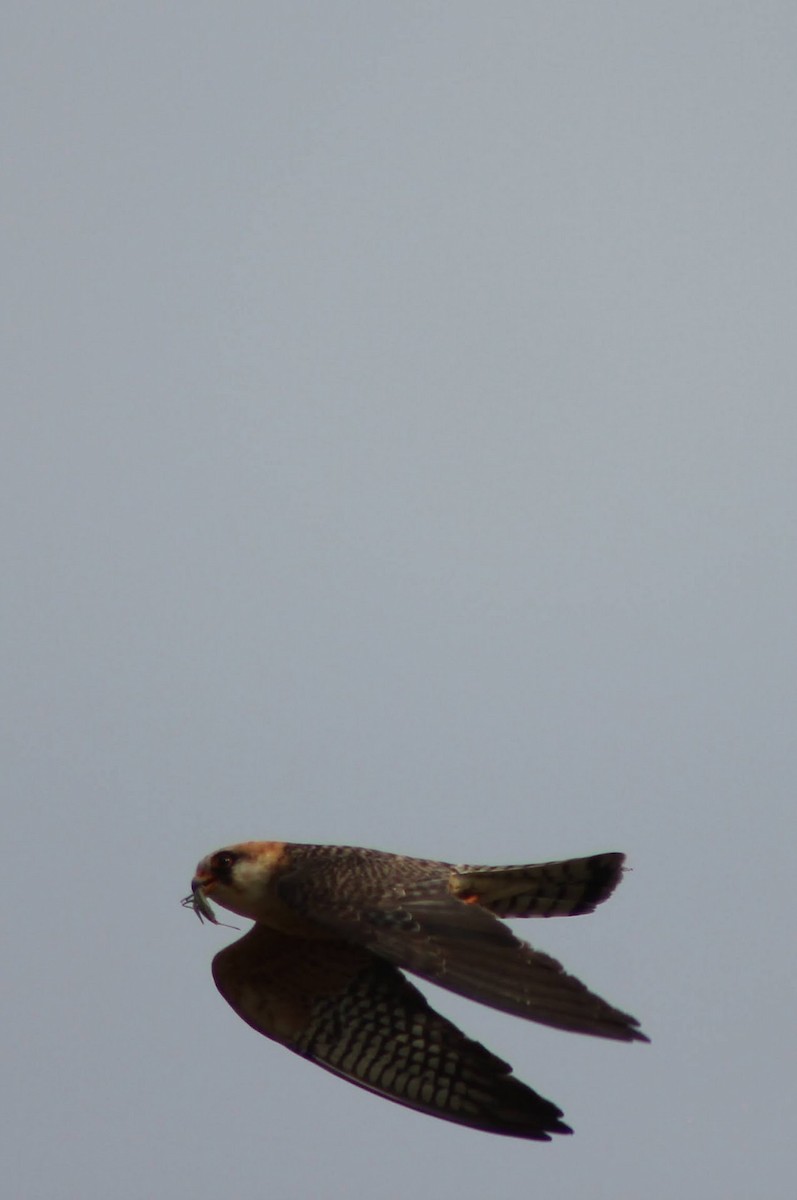 Red-footed Falcon - ML621596985