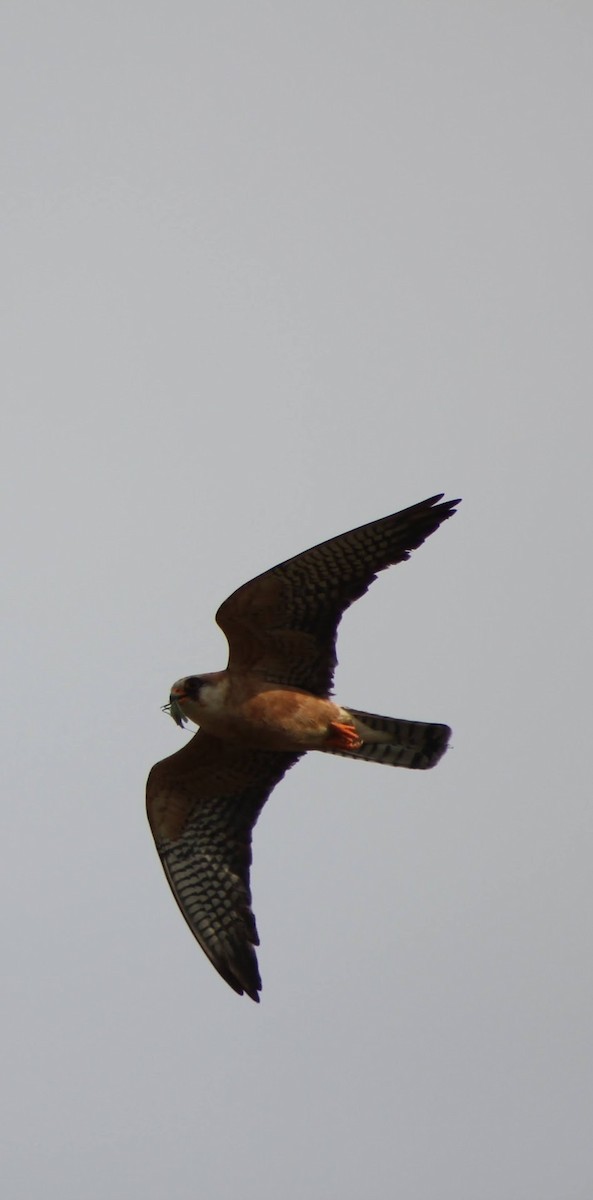 Red-footed Falcon - ML621596986