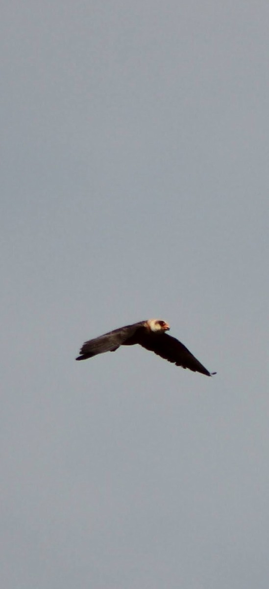 Red-footed Falcon - ML621596987