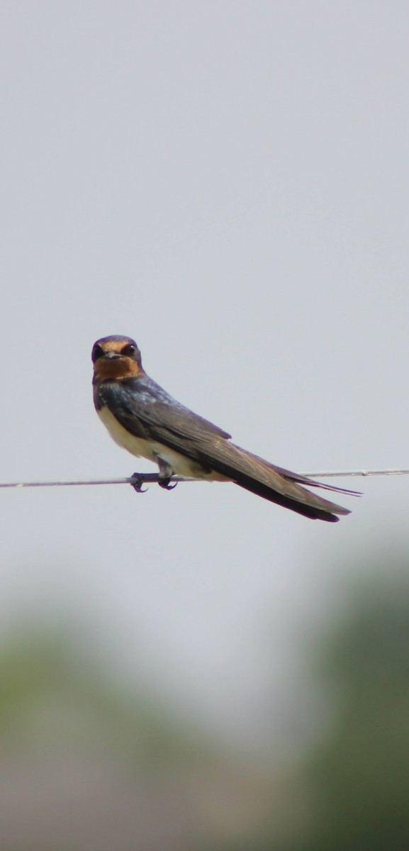 Barn Swallow - ML621597002