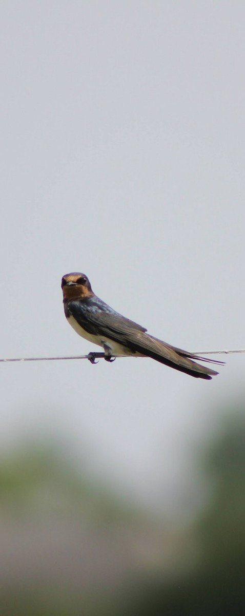 Barn Swallow - ML621597003