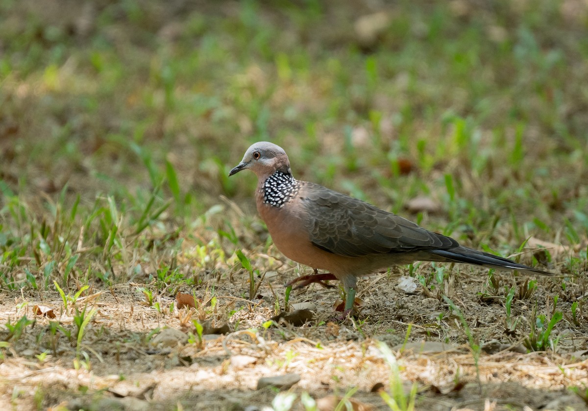 Spotted Dove - ML621597004