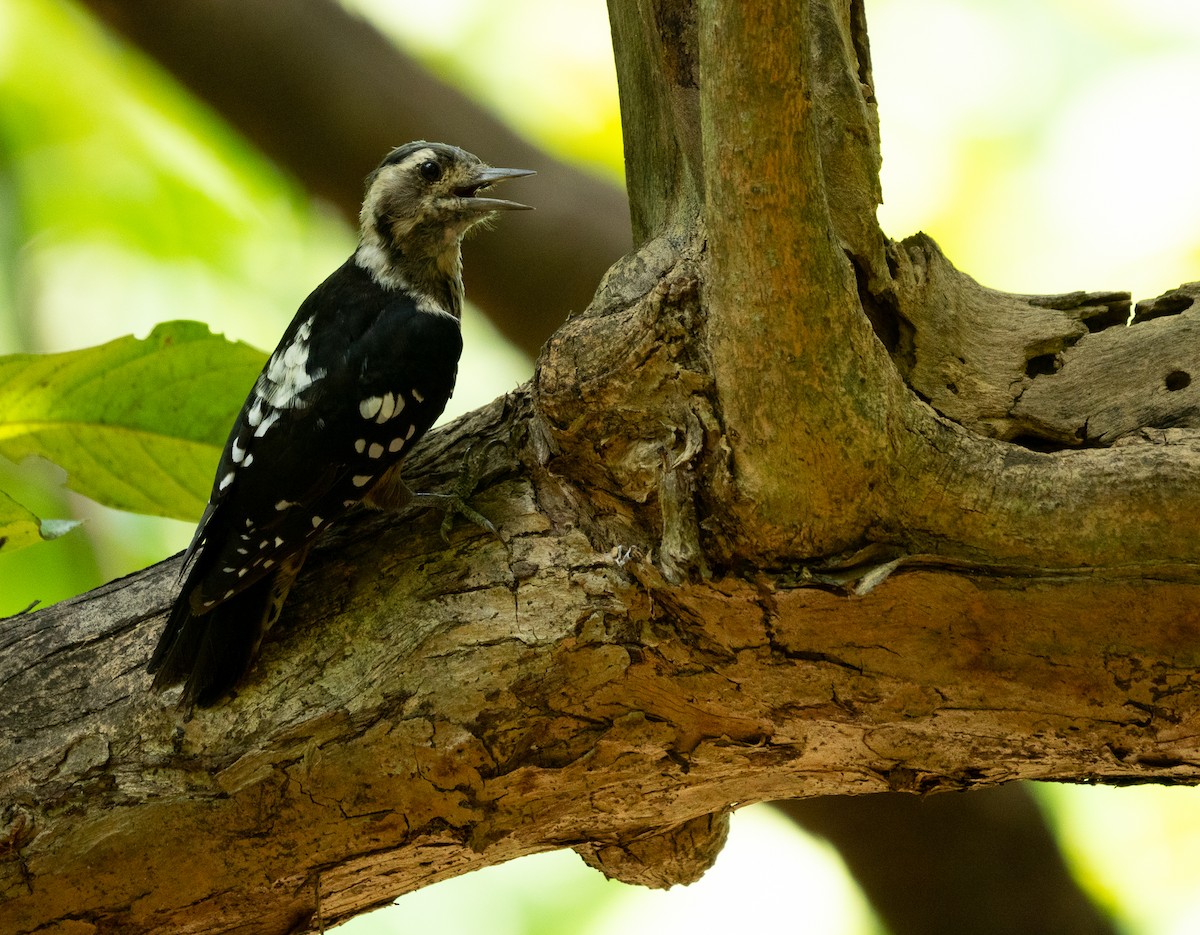 Gray-capped Pygmy Woodpecker - ML621597011