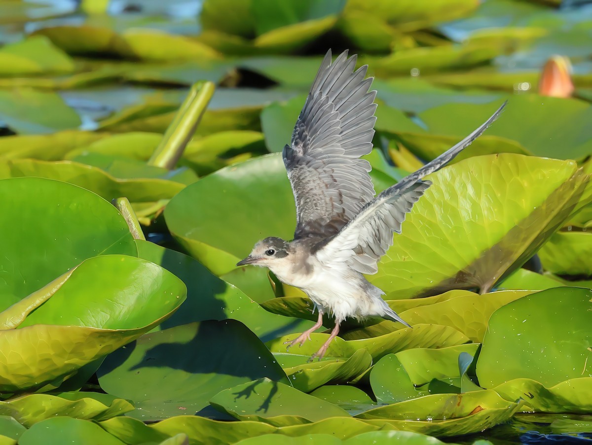 Black Tern - ML621597081