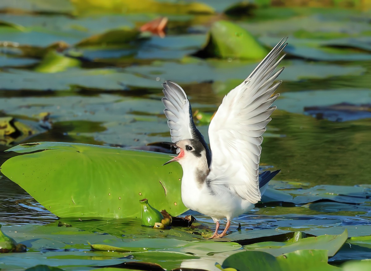 Black Tern - ML621597082