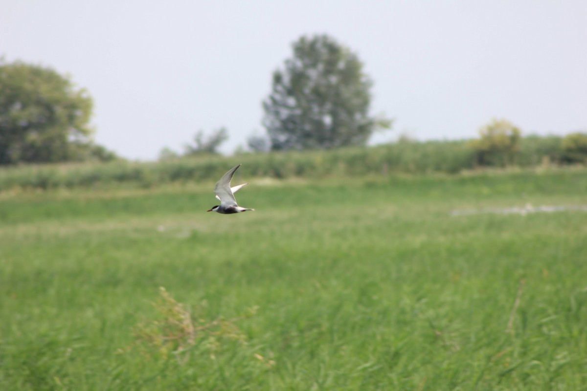 Whiskered Tern - Edgar Joly