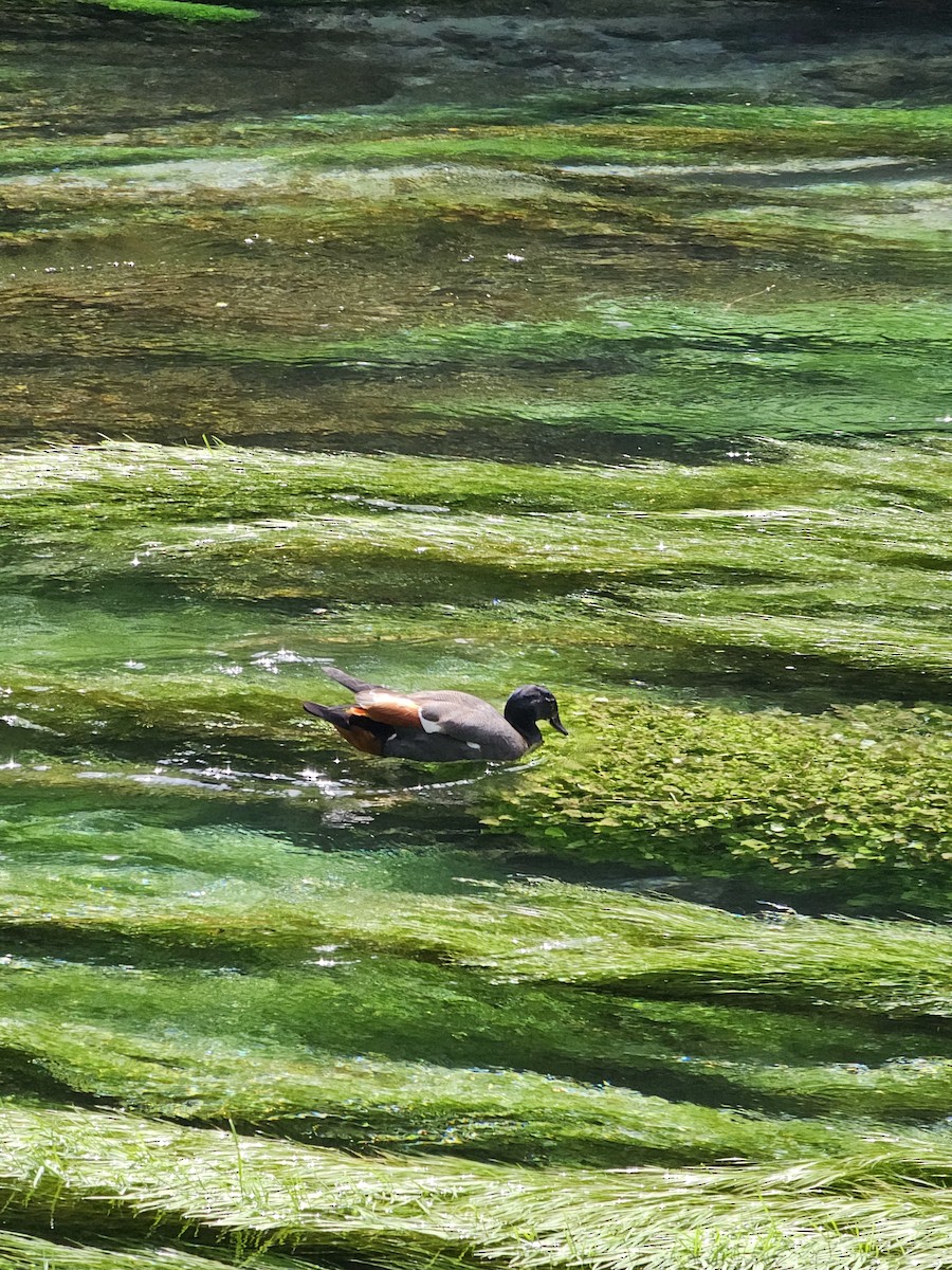 Paradise Shelduck - ML621597185