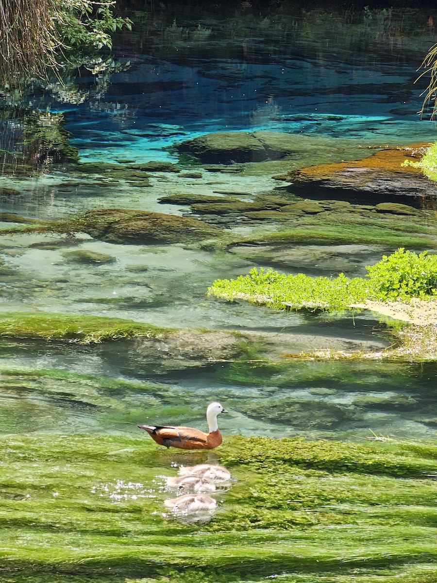 Paradise Shelduck - ML621597186