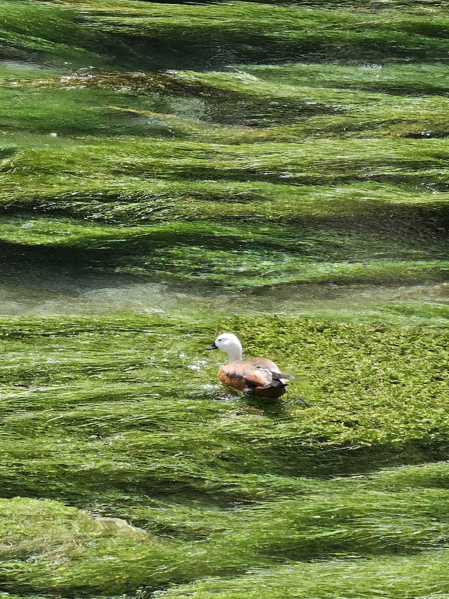 Paradise Shelduck - ML621597187