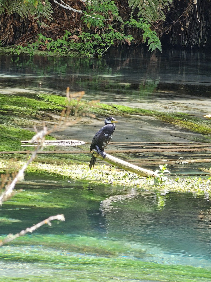 Little Pied Cormorant - ML621597198