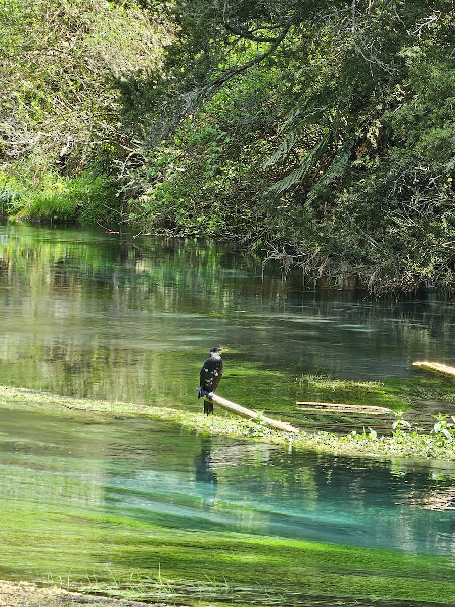 Little Pied Cormorant - ML621597199