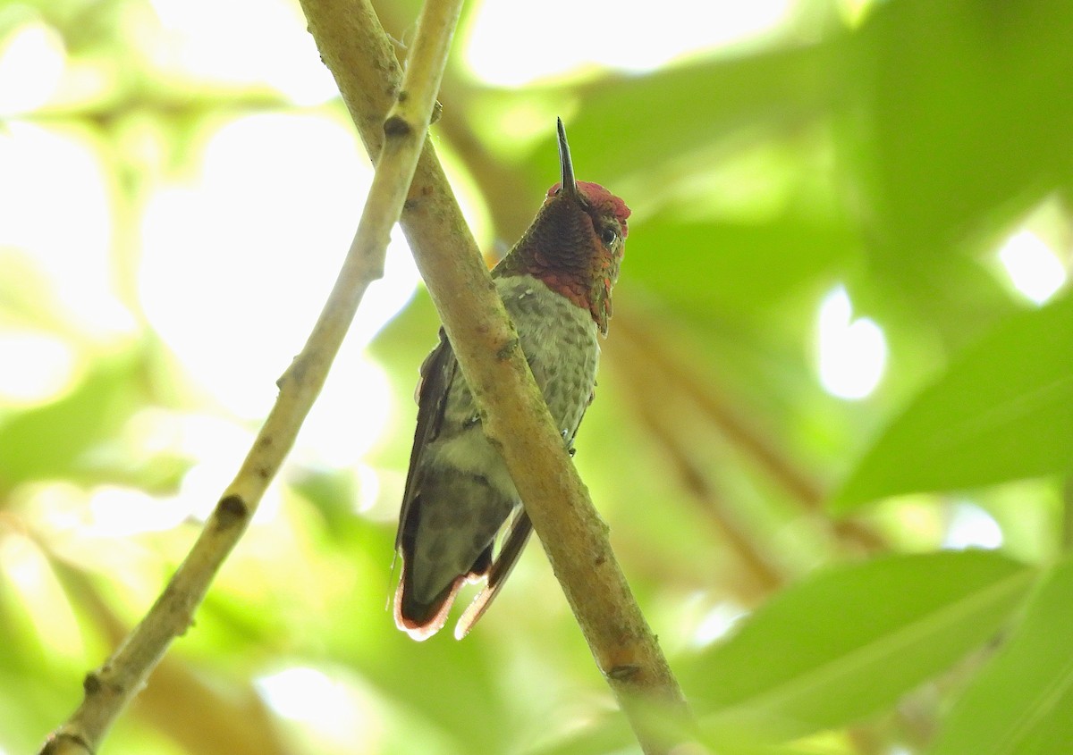 Anna's Hummingbird - ML621597261