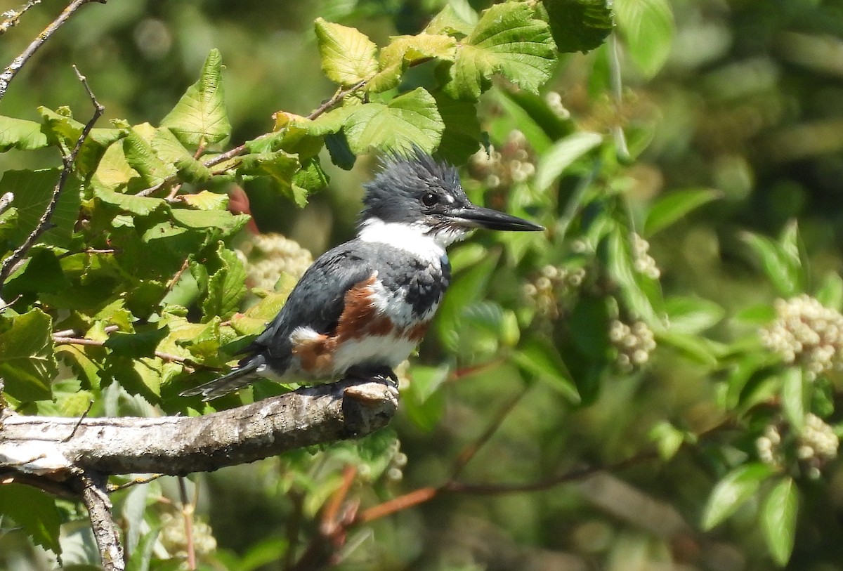 Belted Kingfisher - ML621597272