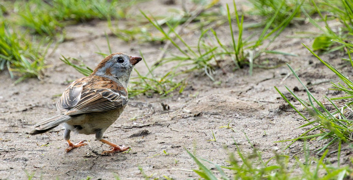 Field Sparrow - ML621597274