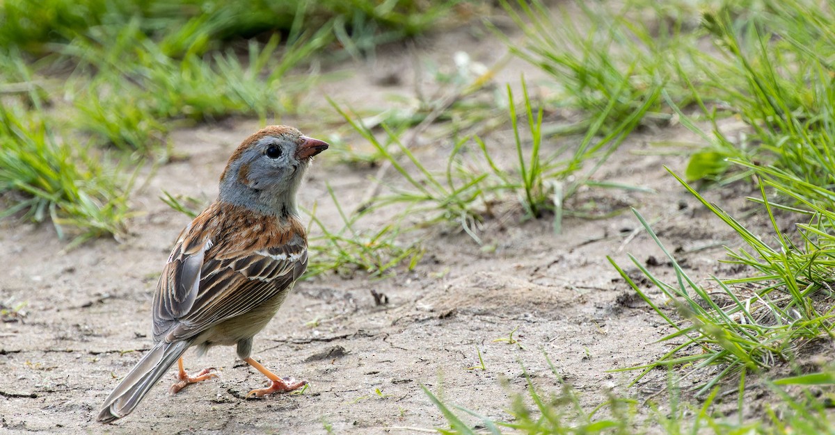 Field Sparrow - ML621597275