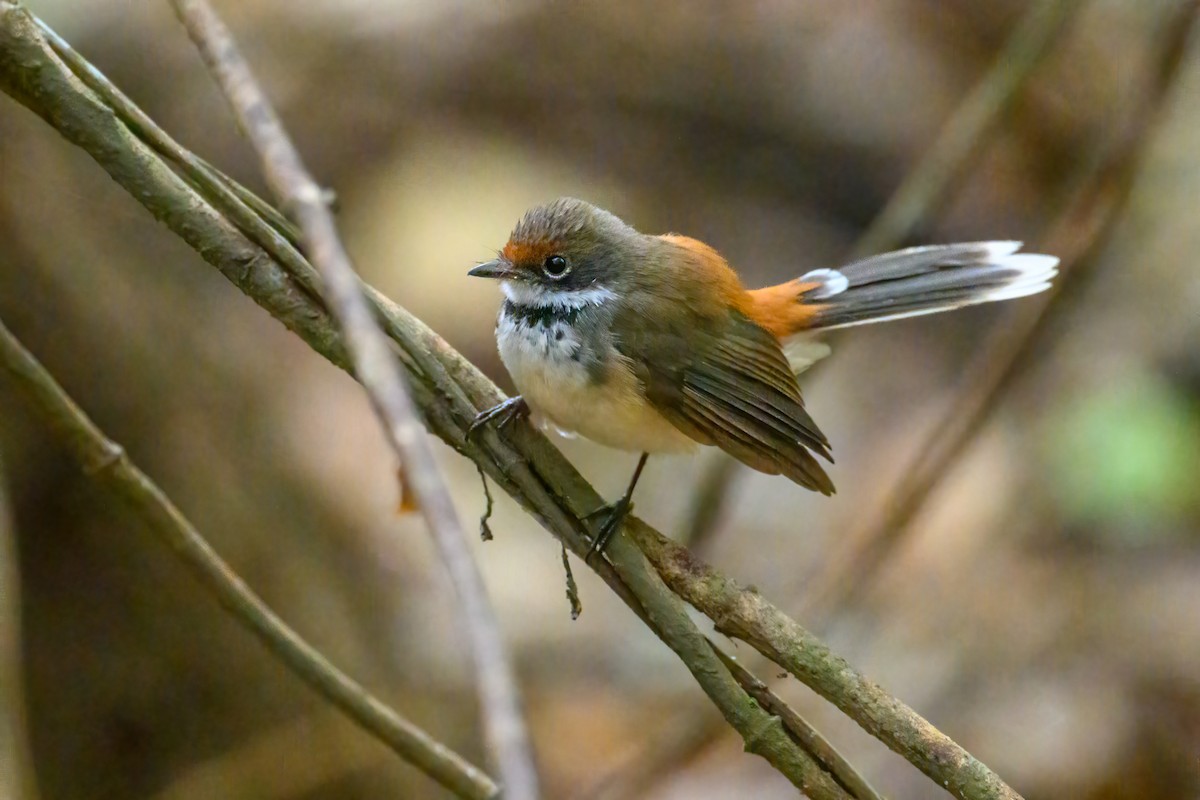 Arafura Fantail - Mark Lethlean