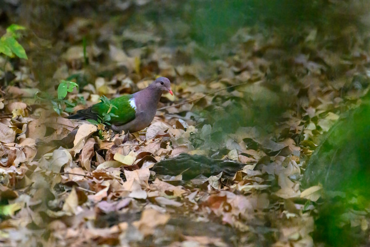 Pacific Emerald Dove - ML621597302