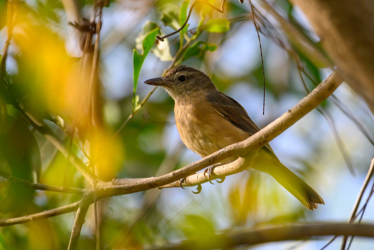 Arafura Shrikethrush - ML621597303