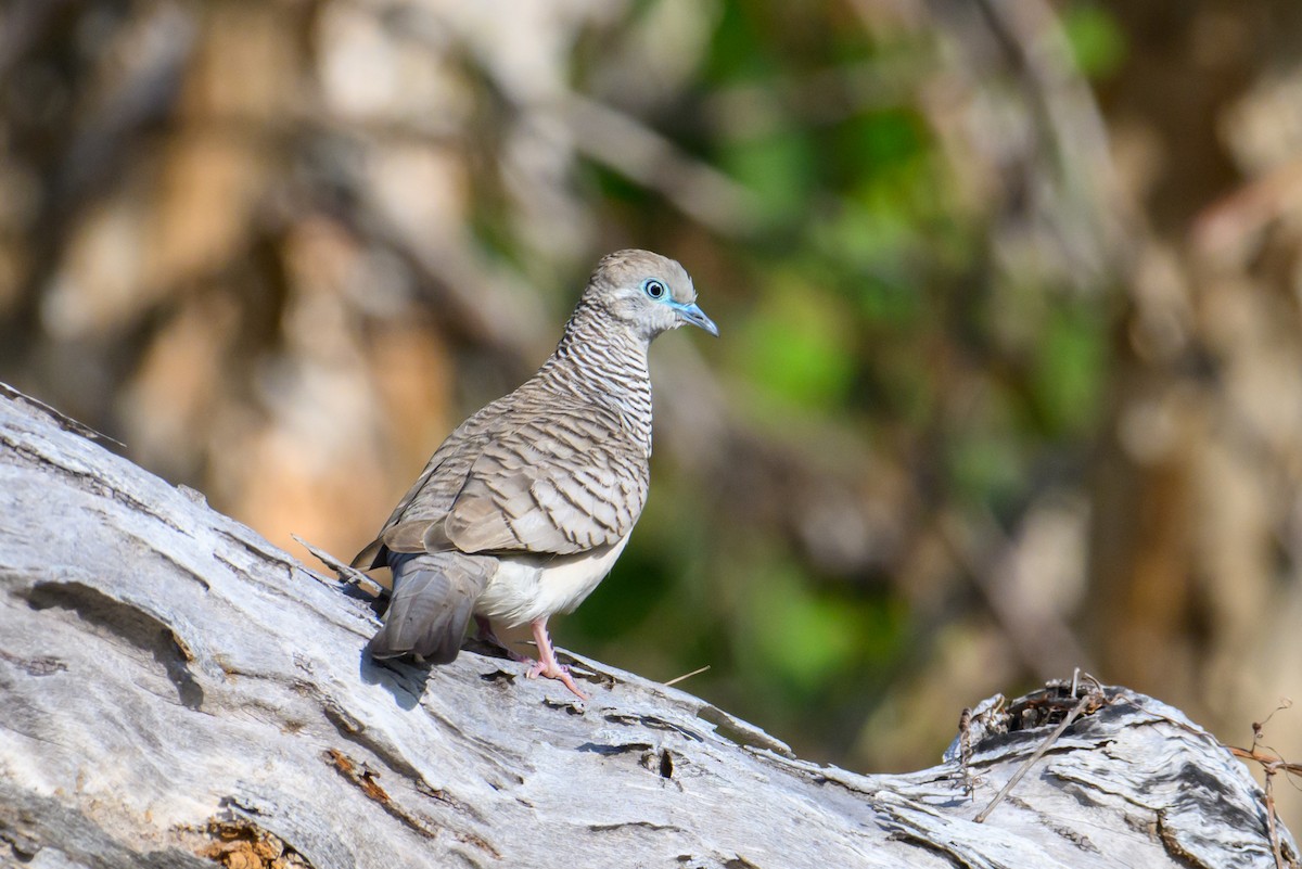 Peaceful Dove - ML621597311