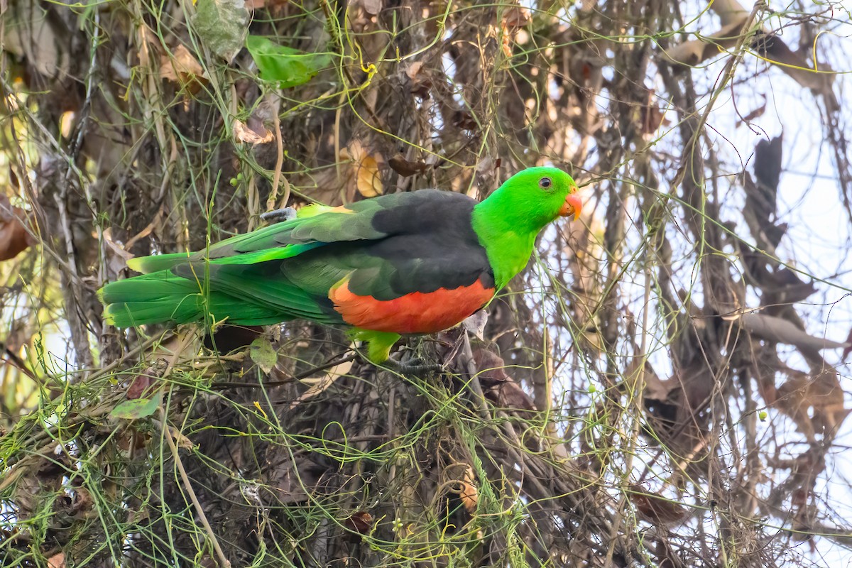 Red-winged Parrot - ML621597314
