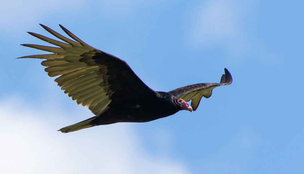 Turkey Vulture - ML621597321