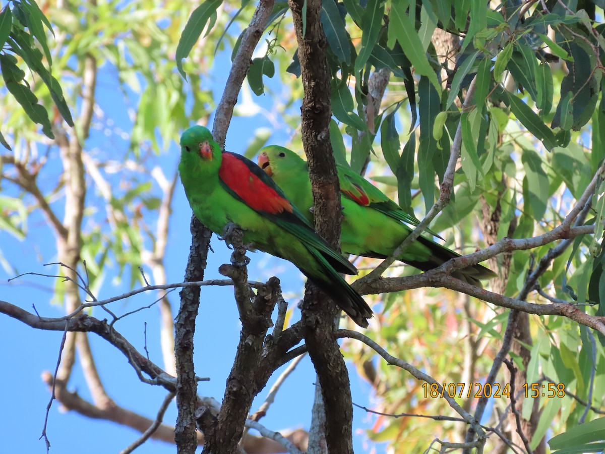 Red-winged Parrot - ML621597334