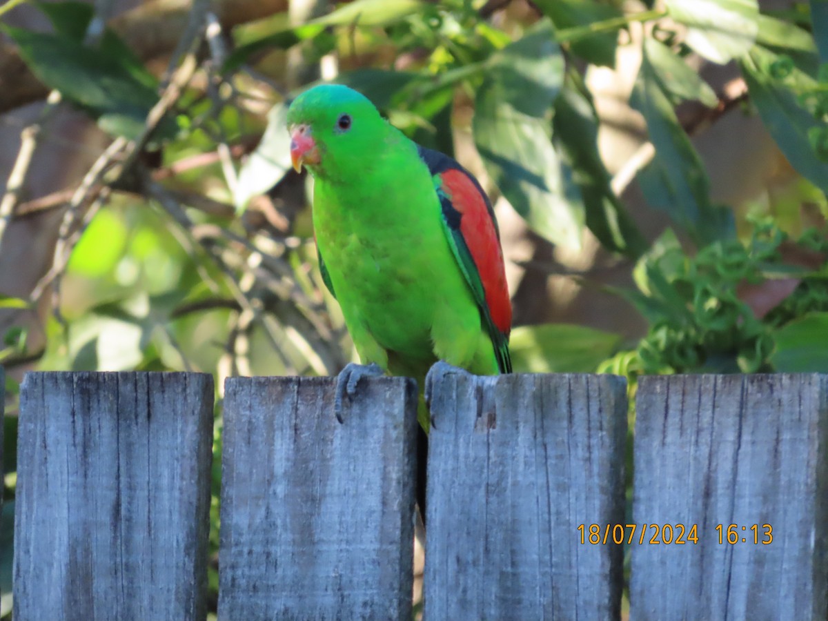 Red-winged Parrot - ML621597345