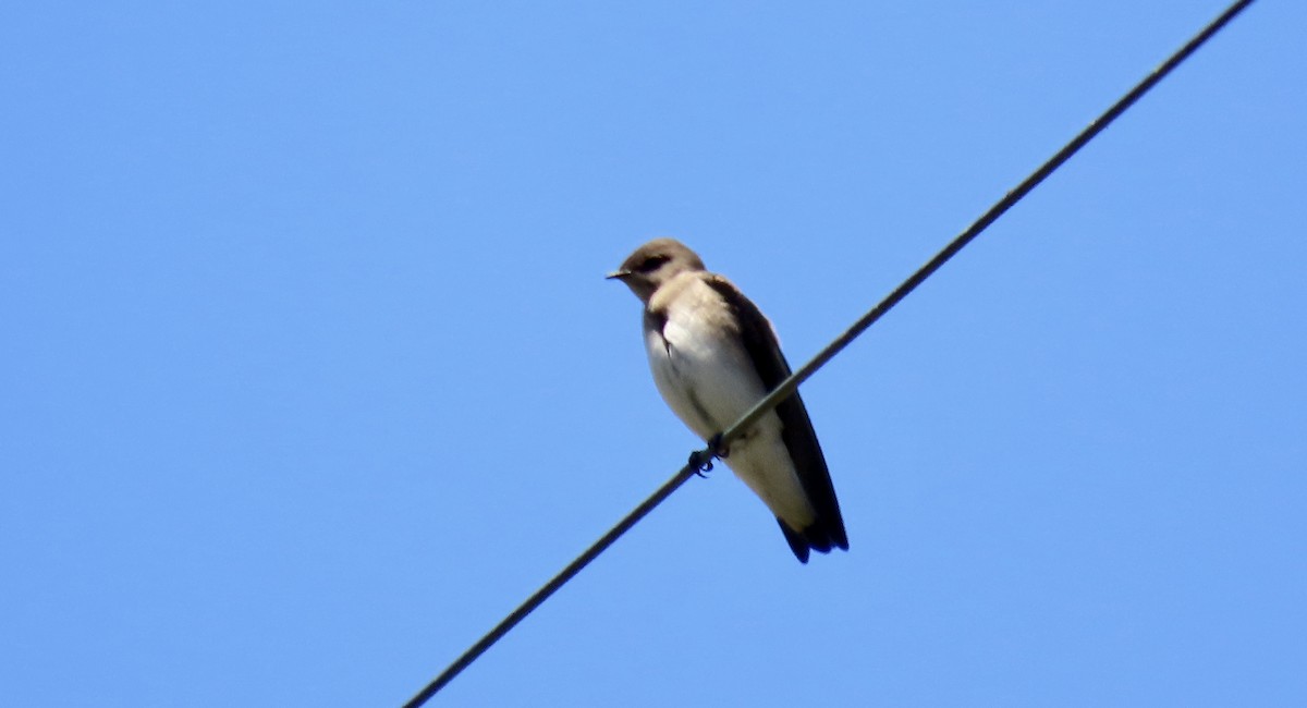 Northern Rough-winged Swallow - ML621597361