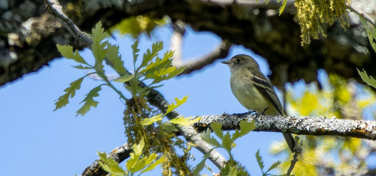 Least Flycatcher - ML621597410