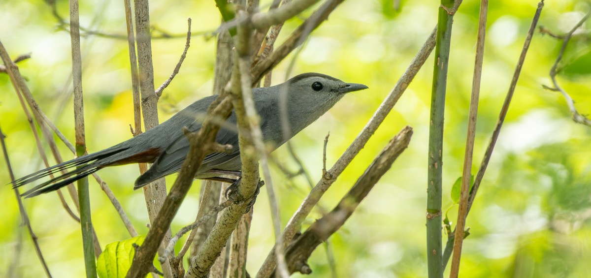 Gray Catbird - ML621597417