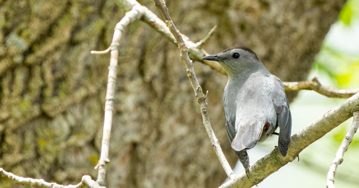 Pájaro Gato Gris - ML621597453