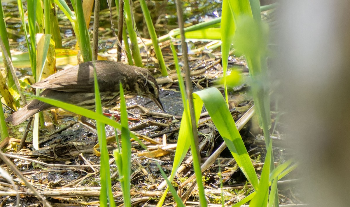 Northern Waterthrush - ML621597469