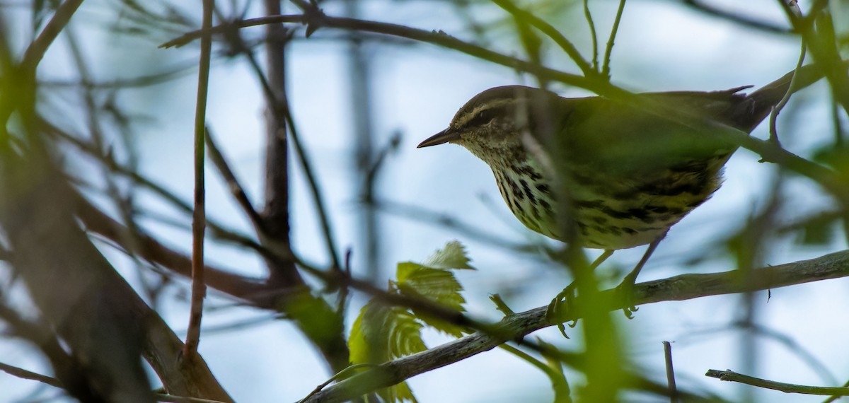 Northern Waterthrush - Tara Plum