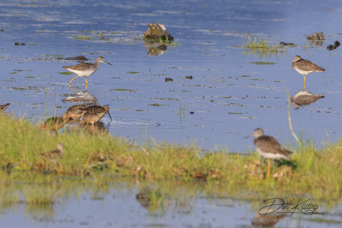 Lesser Yellowlegs - Denise Turley