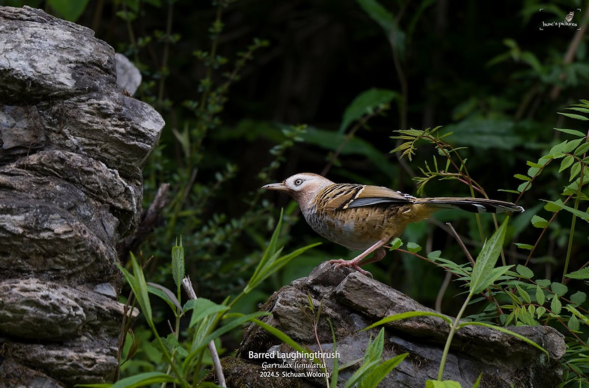 Barred Laughingthrush - ML621597611