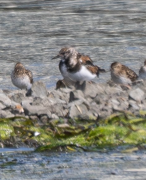 Ruddy Turnstone - ML621597614